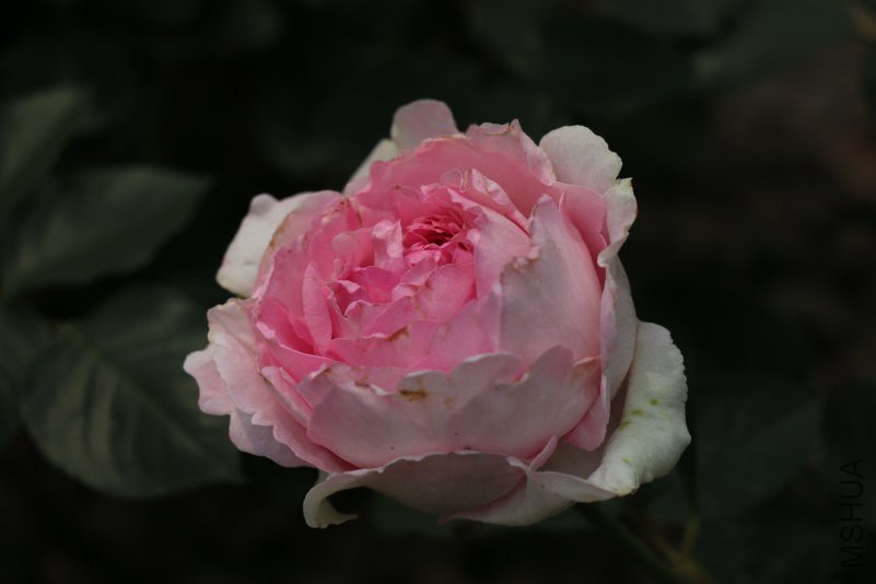 IMG_9515.jpg