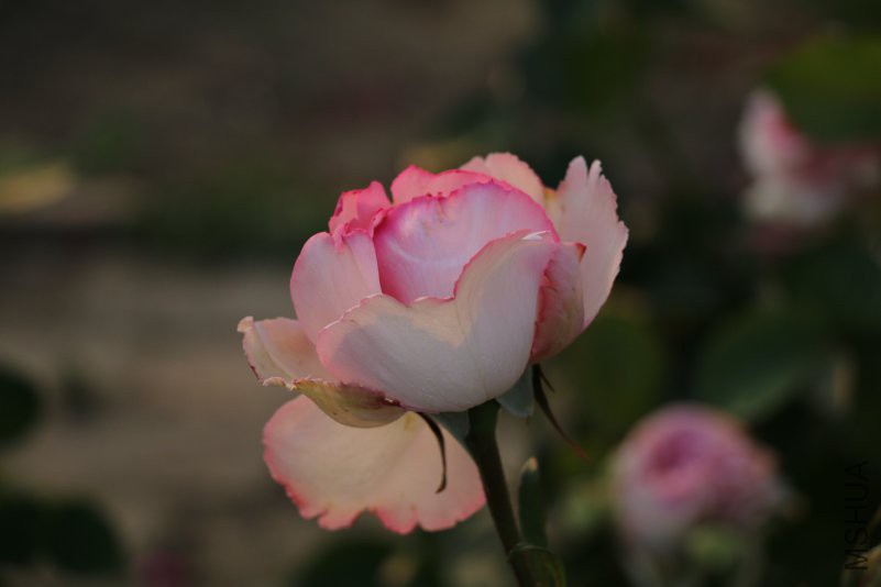 IMG_9789.jpg