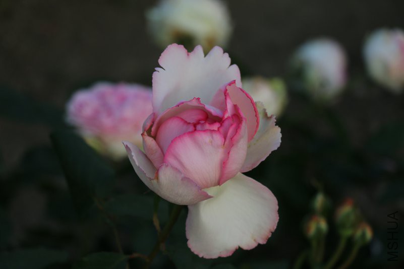 IMG_9790.jpg