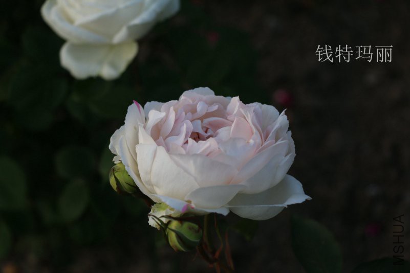 IMG_9795.jpg