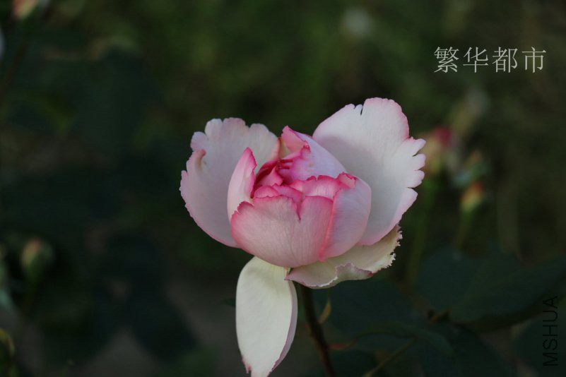 IMG_9797.jpg