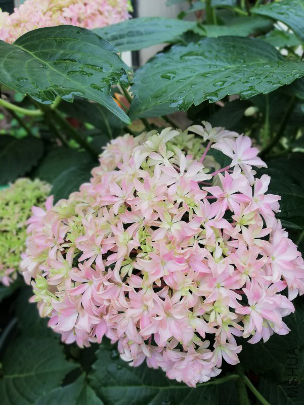 IMG_20180504_163833.jpg