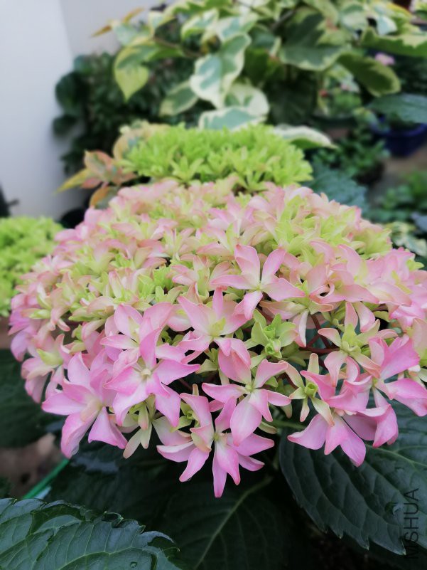 IMG_20180504_164106.jpg