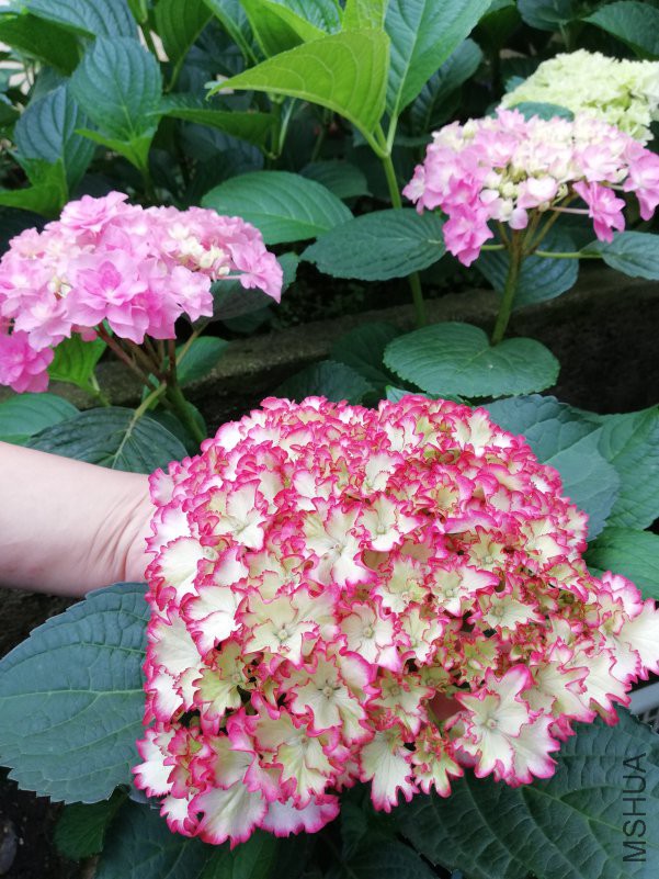 QQͼƬ20180504223115.jpg
