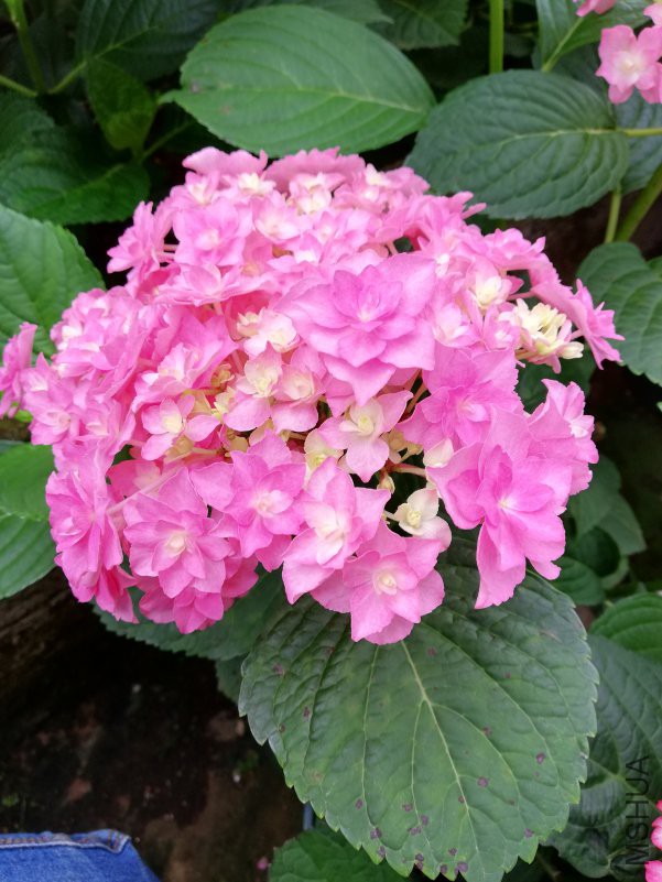 IMG_20180503_063717.jpg