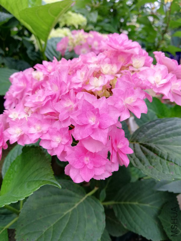 IMG_20180503_063730.jpg