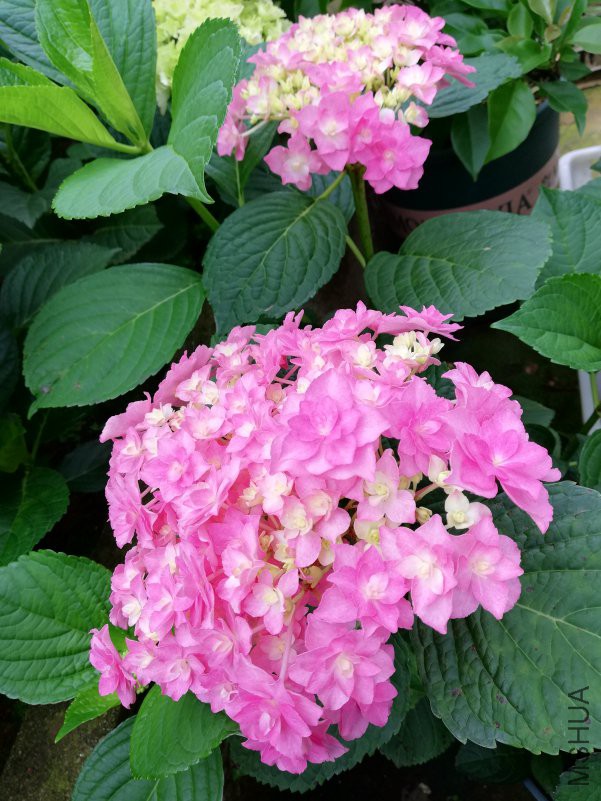 IMG_20180503_063741.jpg