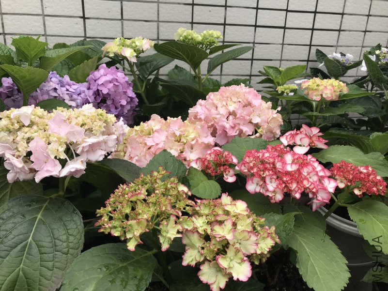 ΢��ͼƬ_20180505103718.jpg