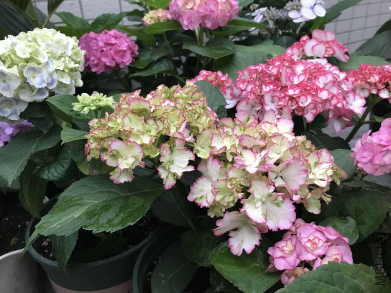 ΢��ͼƬ_20180505103703.jpg