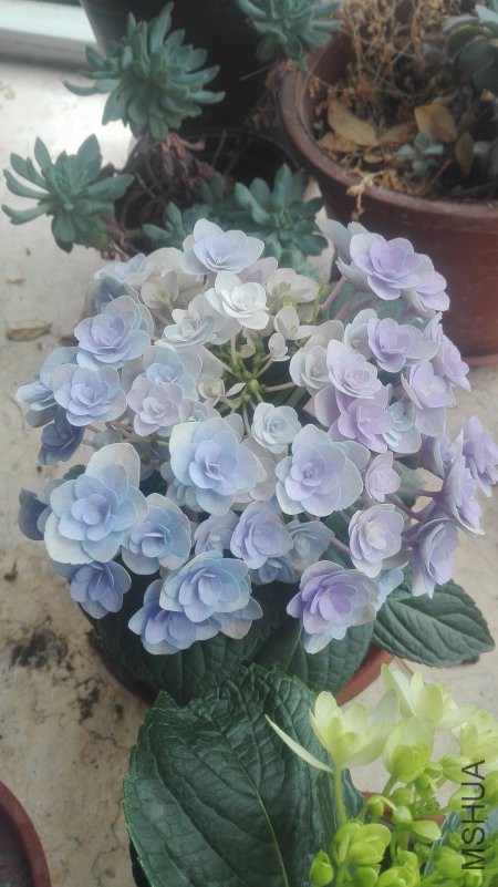 IMG_20180505_103701.jpg