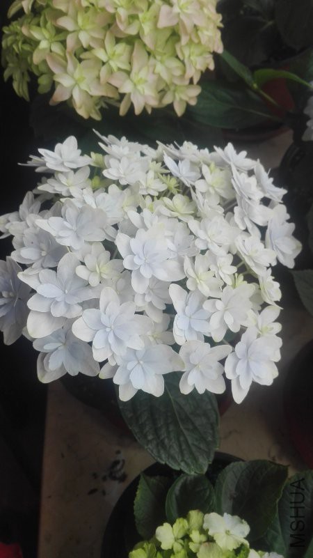 IMG_20180505_103646.jpg
