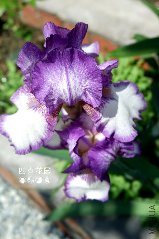 DSCF2627.JPG