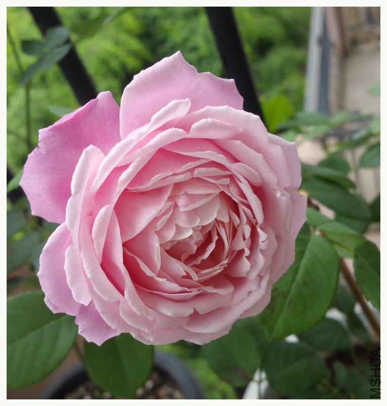 20180504_103339.jpg