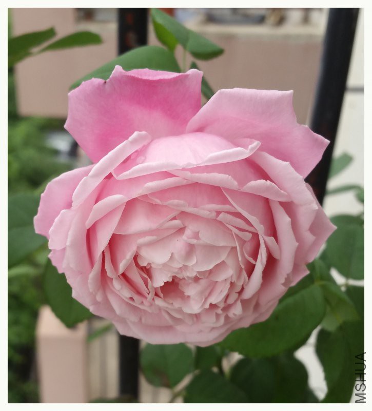 20180505_072521.jpg