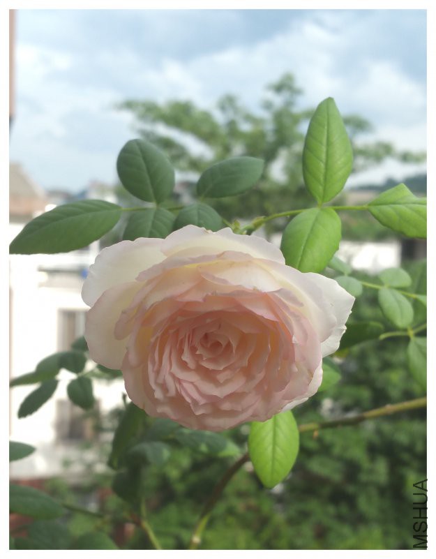 20180505_162818.jpg