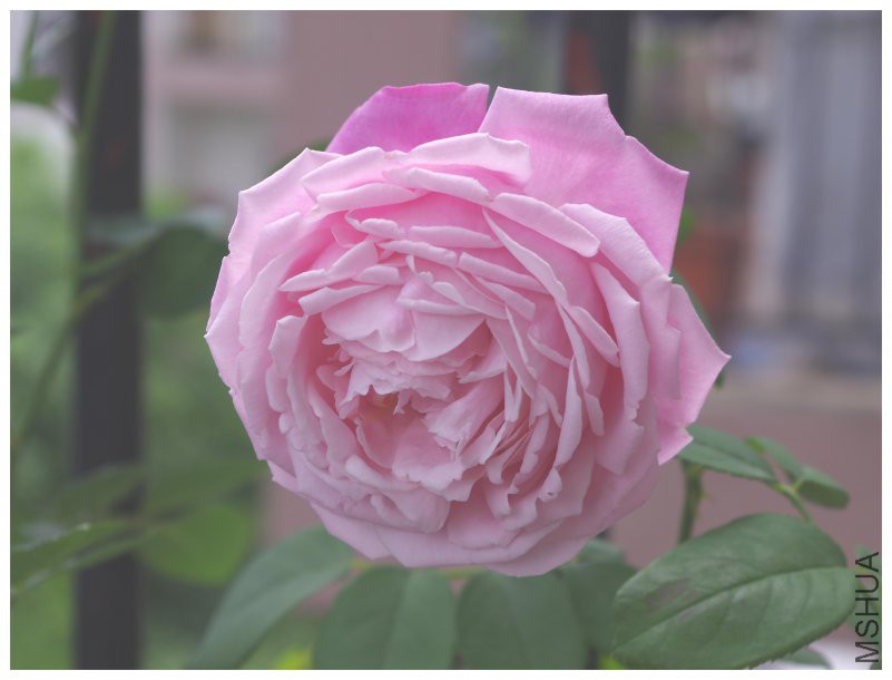 IMGP107.jpg