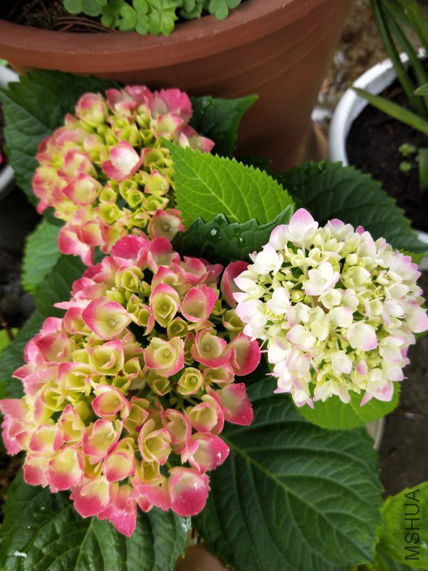 IMG20180505090732.jpg