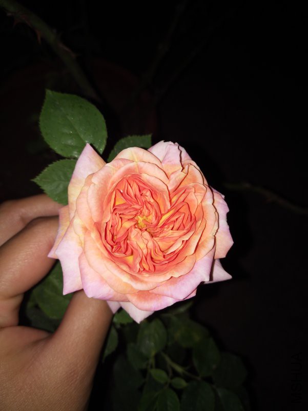 IMG_20180430_201321.jpg