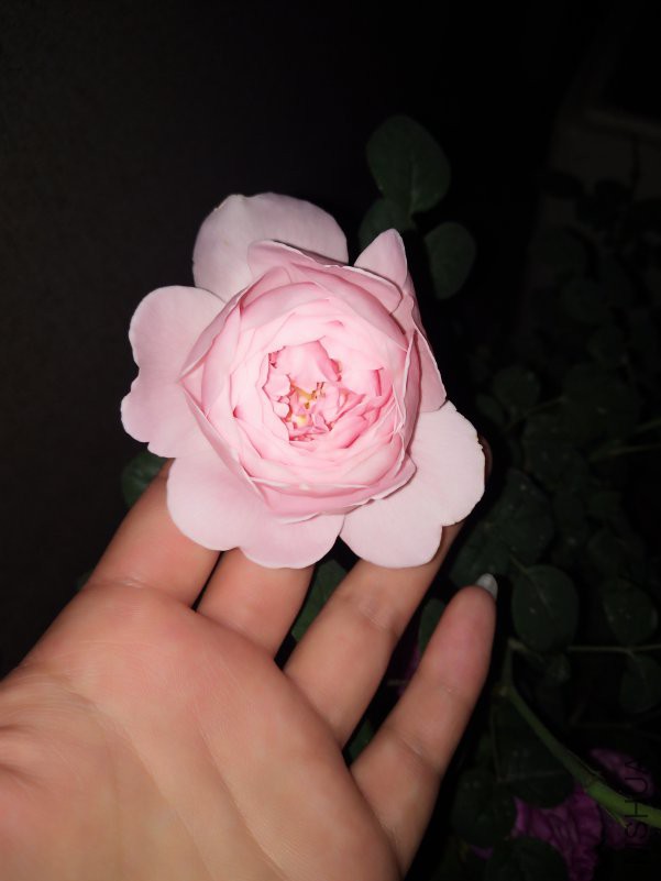 IMG_20180430_200046.jpg