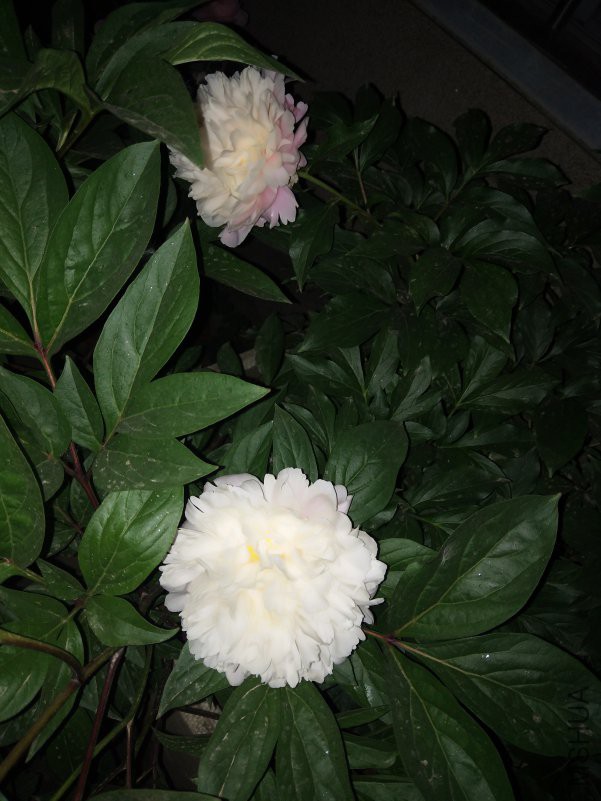 IMG_20180430_195947.jpg