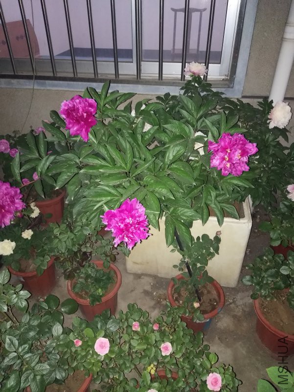 IMG_20180430_195842.jpg