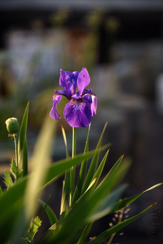 DSC_7093.jpg