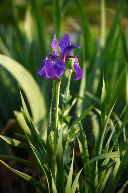 DSC_7095.jpg
