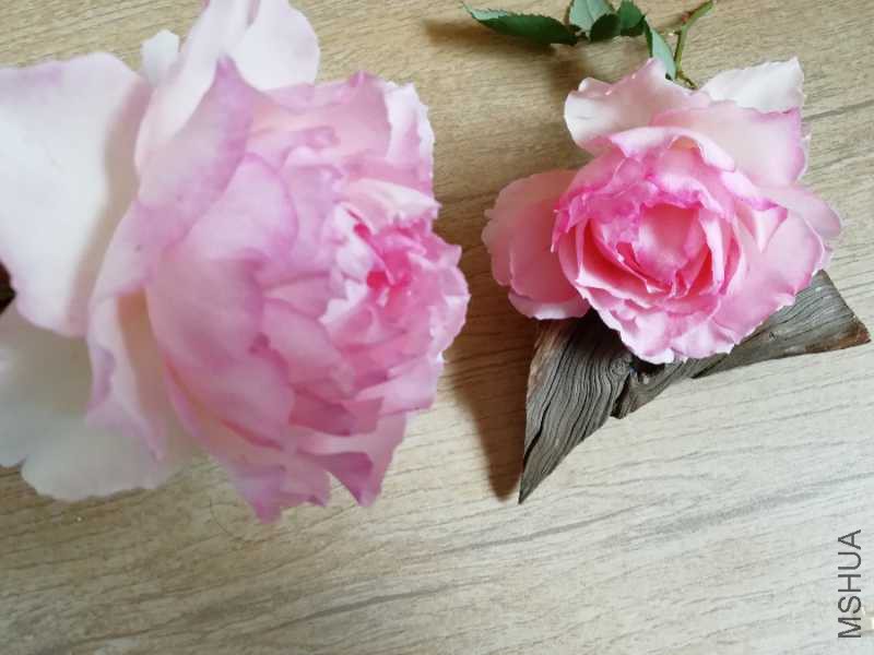 IMG_20180507_114836.jpg