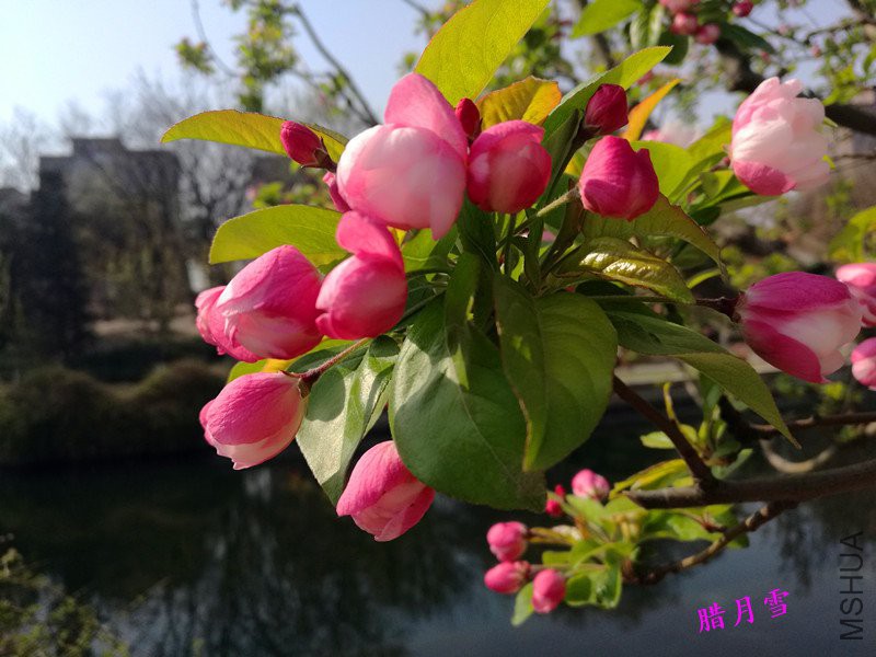 QQͼƬ20180409141650_����_����.jpg