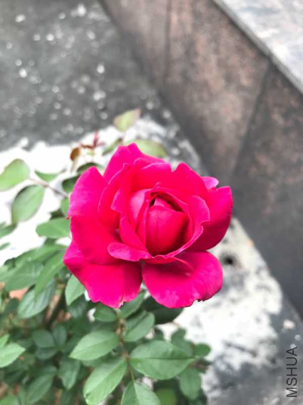 5DED9388-E261-4A32-9848-DA3E7F7A7FD9.jpeg