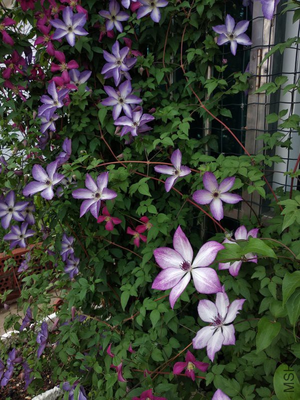 IMG_20180508_075238.jpg