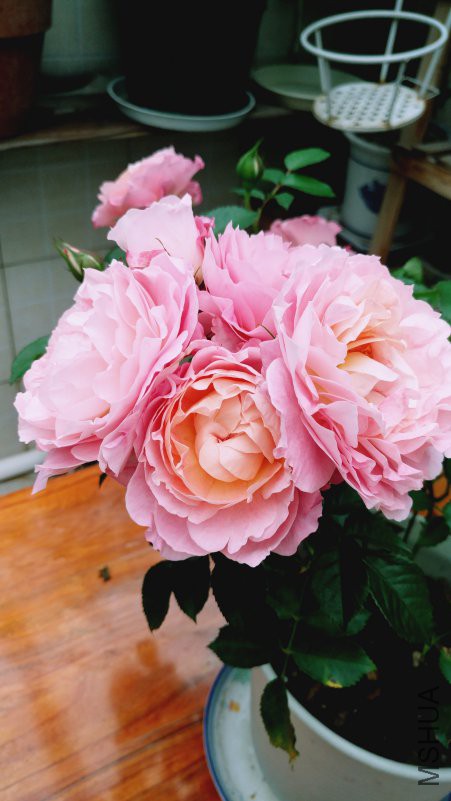 ��Ƭ 068.jpg