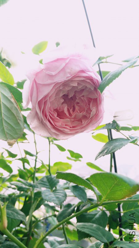 ��Ƭ 065.jpg