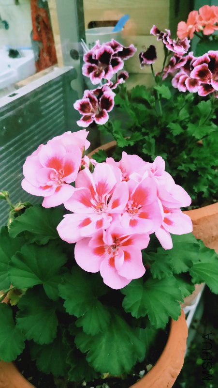 ��Ƭ 096.jpg
