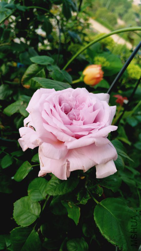 ��Ƭ 091.jpg