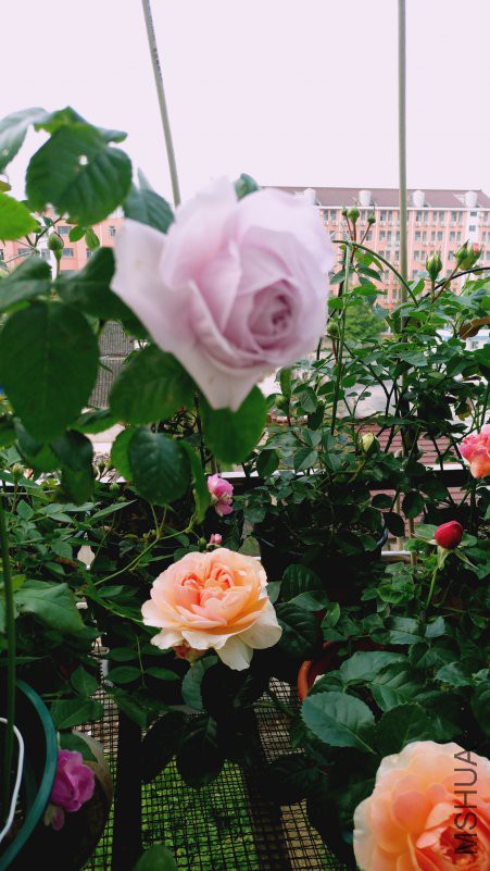 ��Ƭ 088.jpg