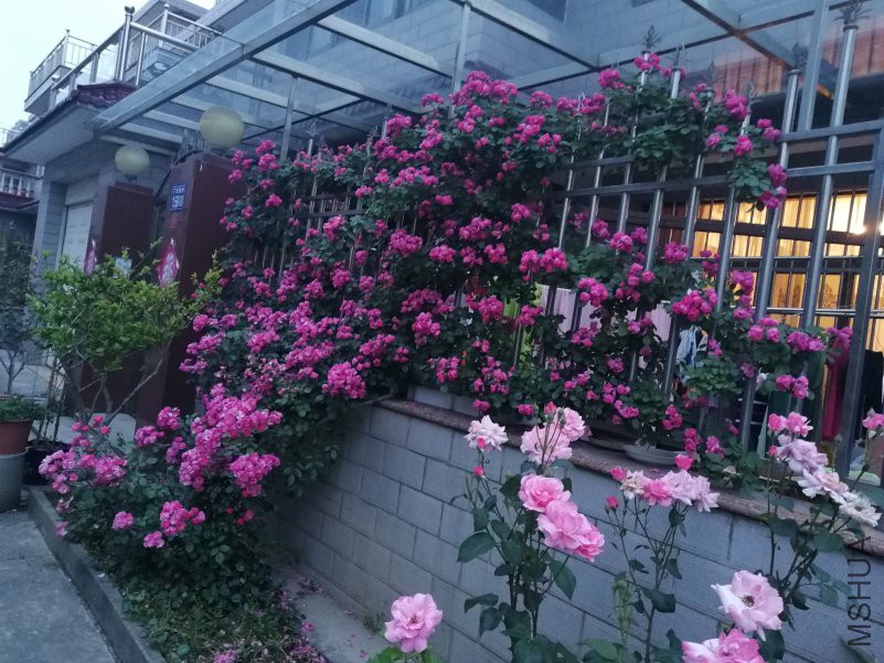 IMG_20180507_184420.jpg