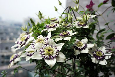 �ϻ�Ҳ��ʾ��