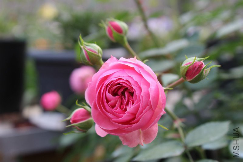 IMG_4024_meitu_3.jpg
