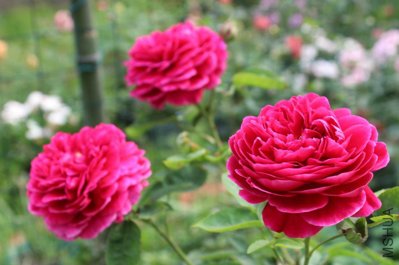IMG_4032_meitu_4.jpg