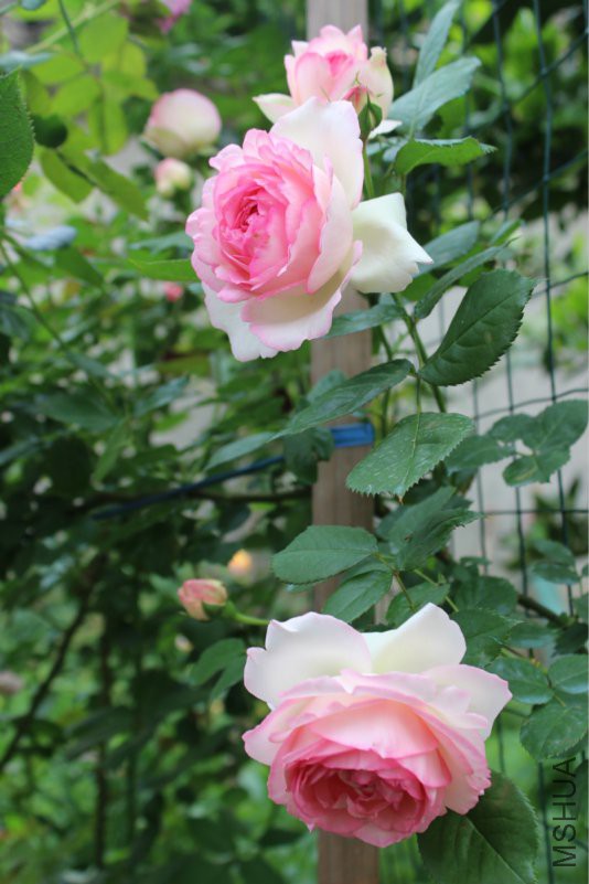 IMG_4038_meitu_5.jpg