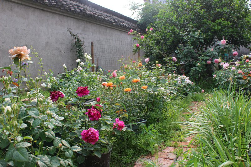 IMG_4069_meitu_8.jpg