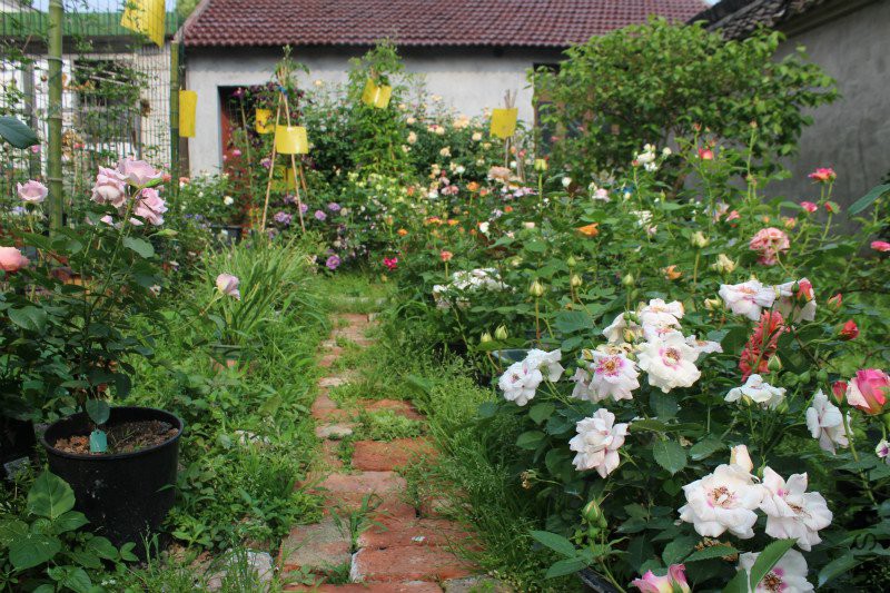 IMG_4079_meitu_6.jpg