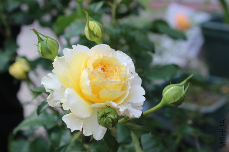 IMG_4098_meitu_7.jpg