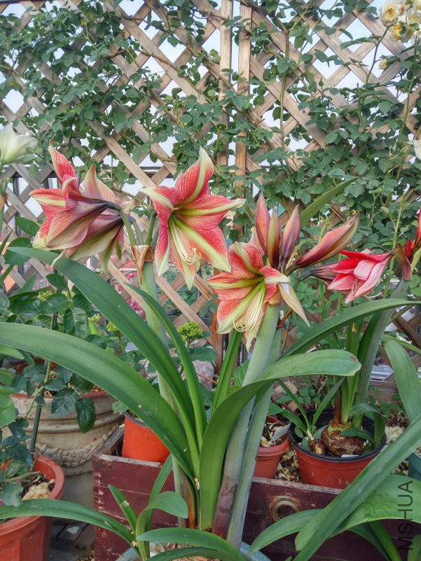 IMG_20180509_055550_HDR.jpg