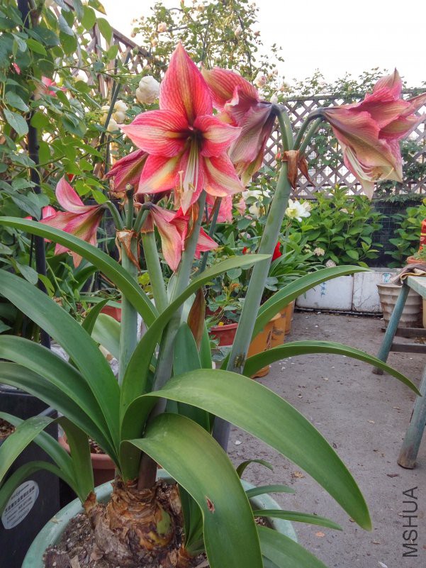 IMG_20180509_053652_HDR.jpg