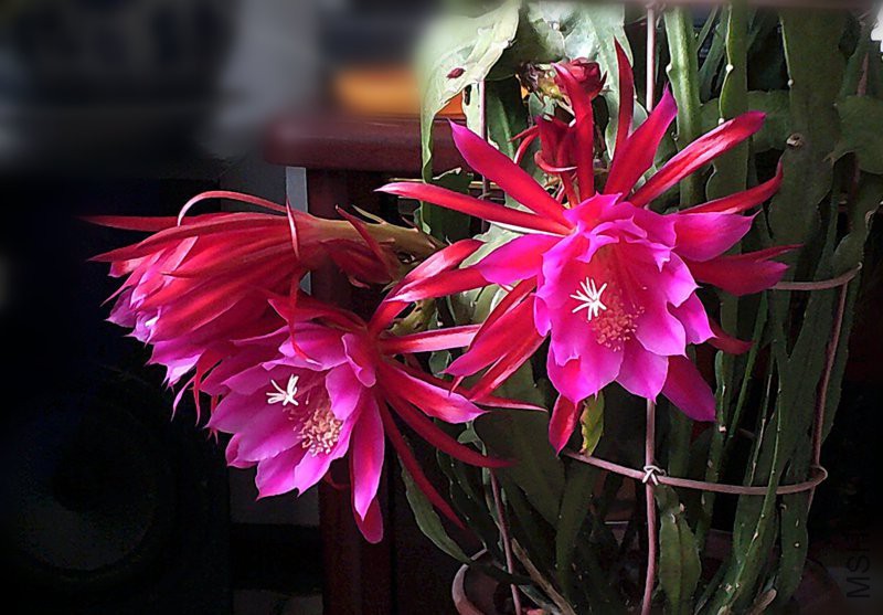 DSCF0010 (2)_����.jpg