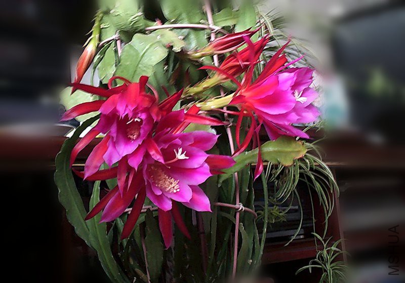 DSCF0009 (2)_����.jpg