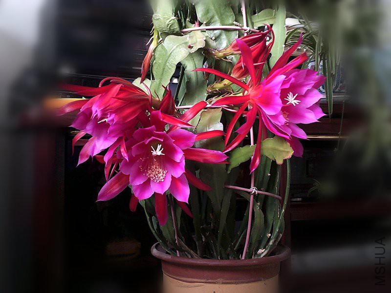 DSCF0007 (2)_����.jpg