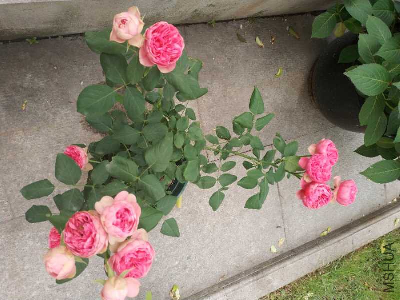 IMG_20180510_072447.jpg